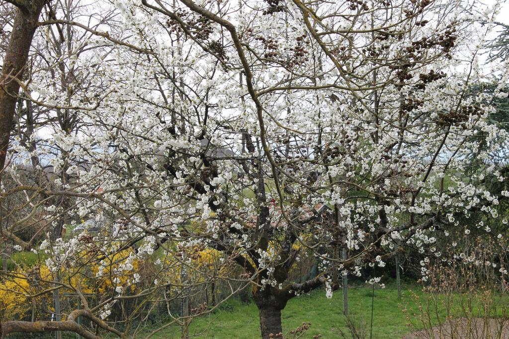 Aux Berges De La Thur Staffelfelden Zewnętrze zdjęcie